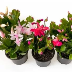 Holiday Cactus Plant - Thanksgiving / Christmas | 4-inch