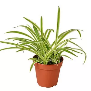 Reverse Spider Plant | 4-inch pot