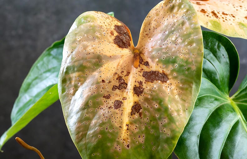 Anthurium Leaves with brown spots