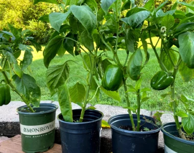 bell peppers in pots