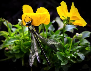 a dragonfly and a plant with yellow blooms