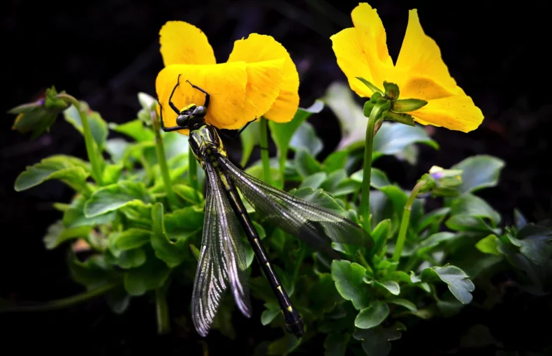 a dragonfly and a plant with yellow blooms