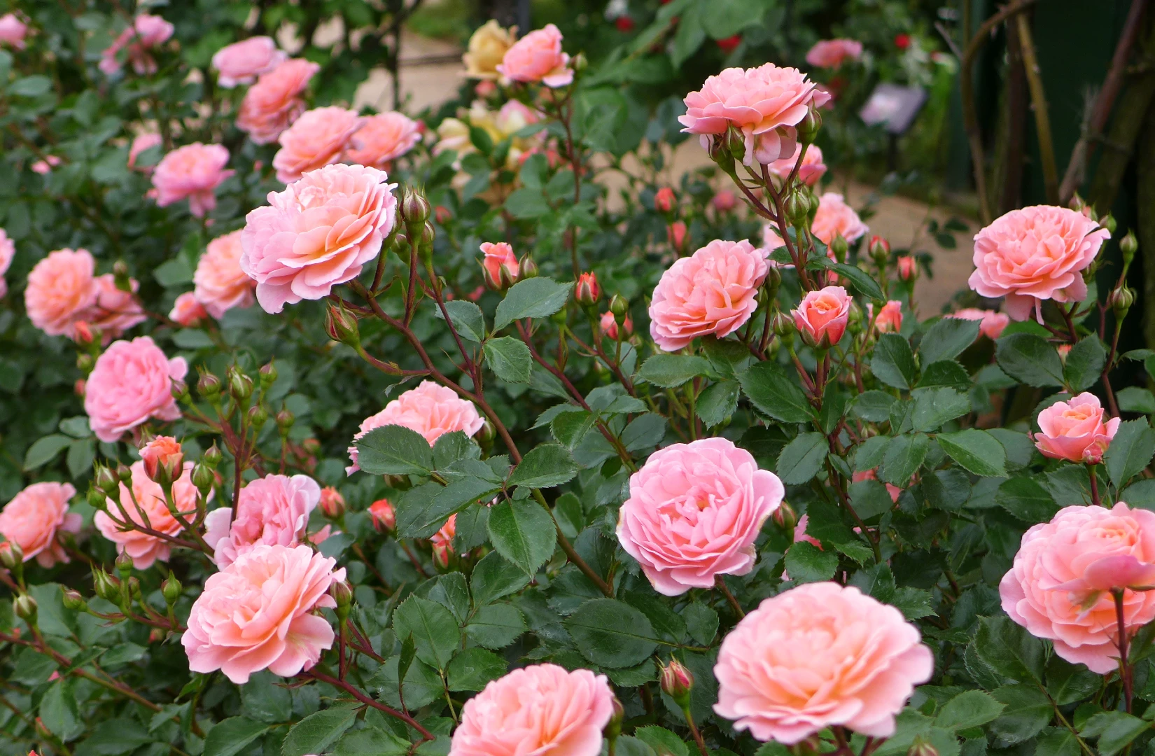 drift rose plant with peach to pink blooms
