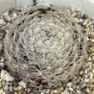 Cactus Succulent- Mammillaria duwei