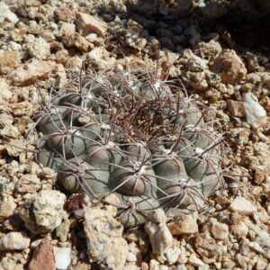 Cactus succulent- Gymnocalycuim ferrarii