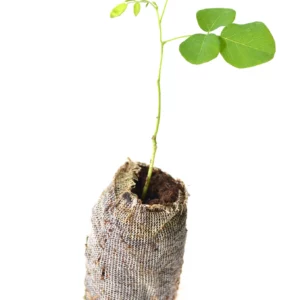 Black Locust Tree starter plug