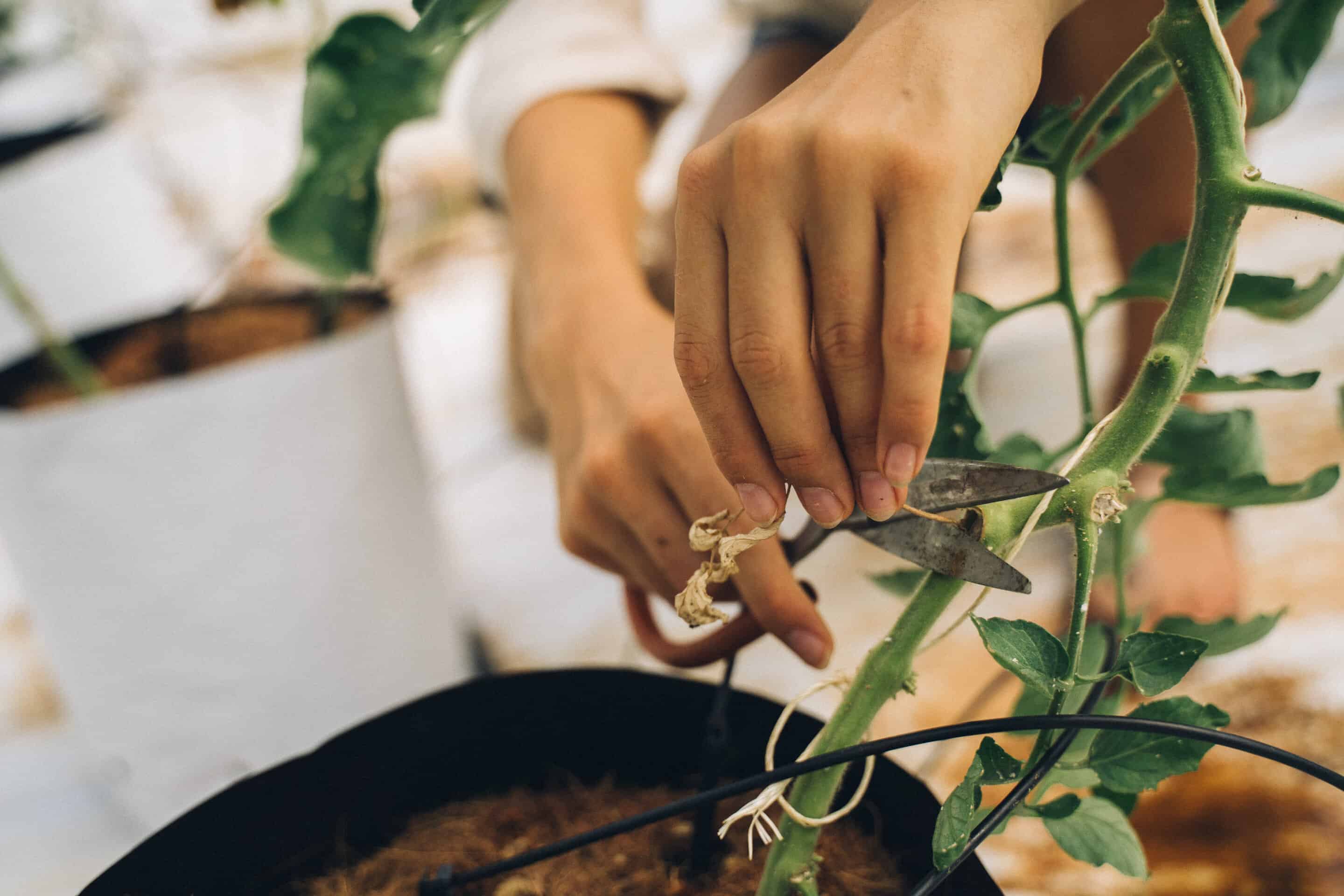 plant cuttings