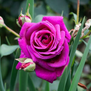 Purple Prince Brindabella Rose in 4" pot, Rosa hybrid