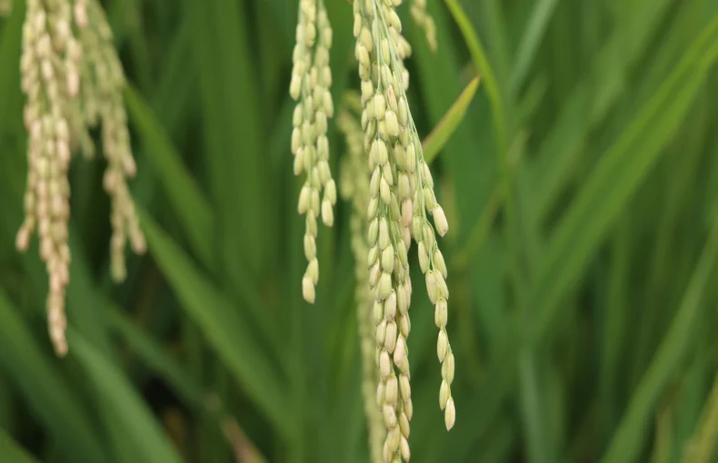 rice plant