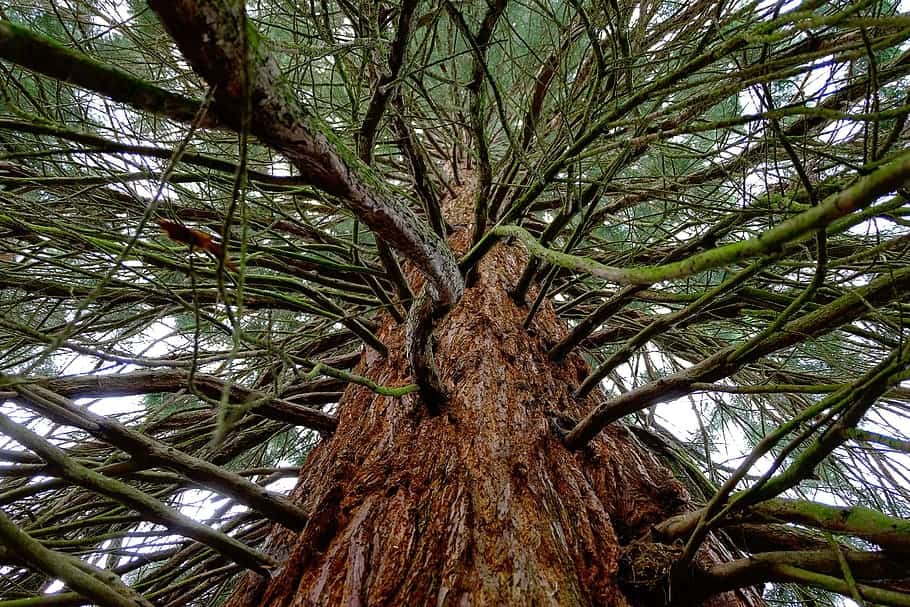 Giant Sequoia vs. Coast Redwood What's the Difference? Plantly