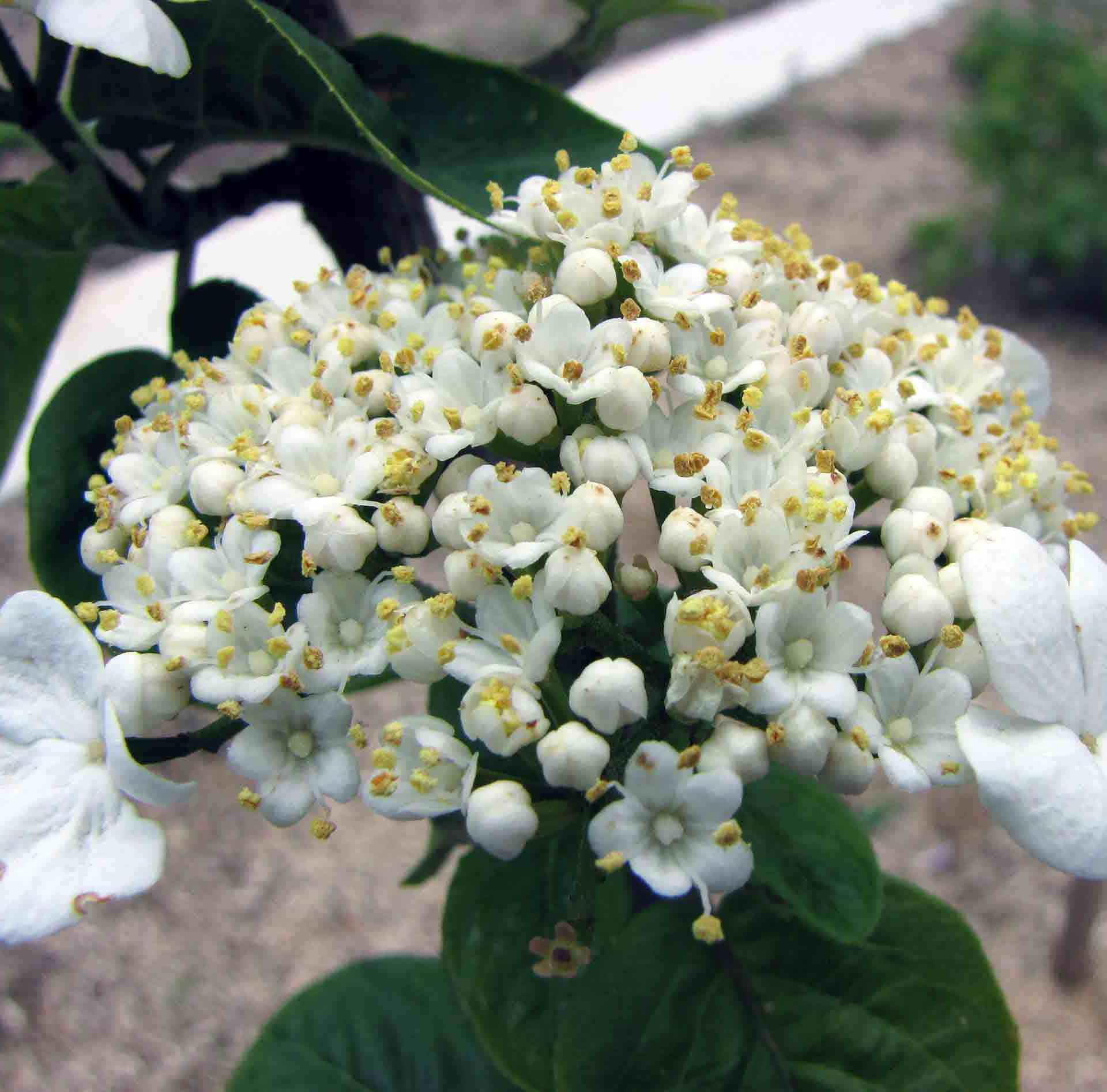 Chinese snowball viburnum