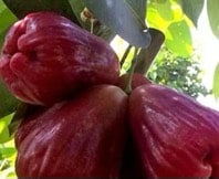 Taiwanese giant wax apple