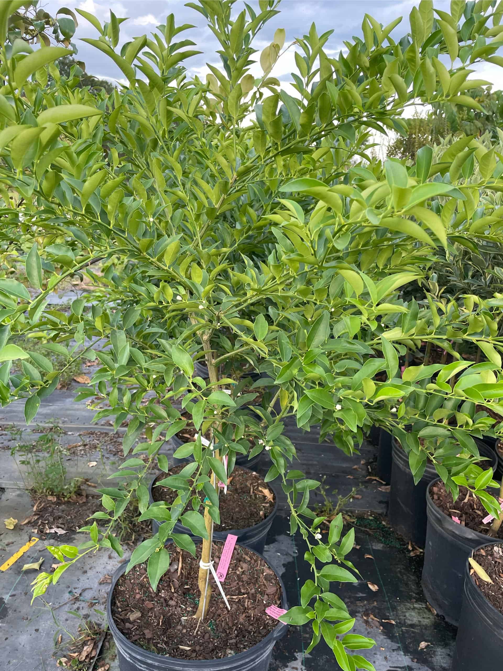 Buy Now Nutritrious 5 Feet Key Lime Fruit Tree Plantly