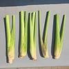 Lemongrass 5 unrooted cuttings