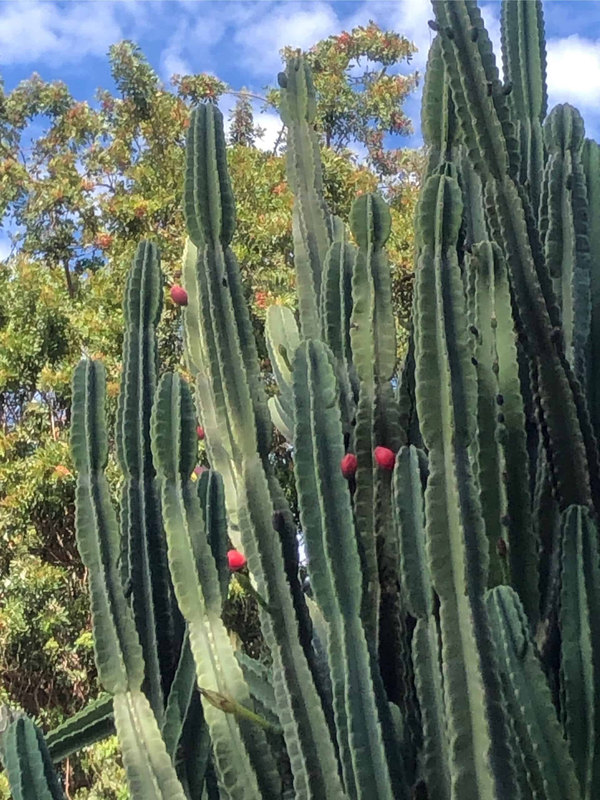 Peruvian Apple Cactus, Cereus fruiting cacti *3 Cuttings*