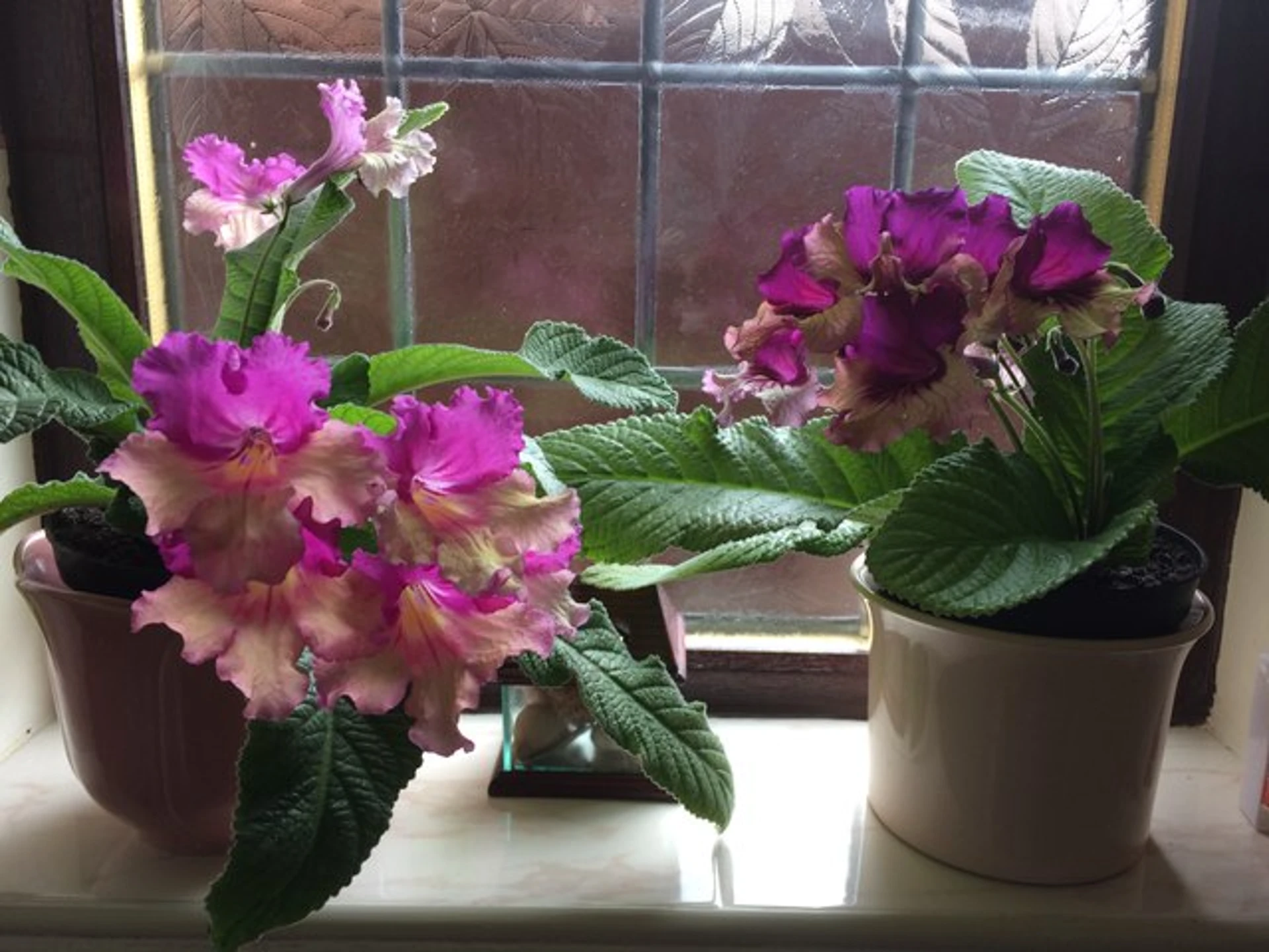 stunning indoor plants - the best indoor flowering plants to brighten up your living space