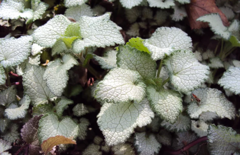 striking variegated foliage of  spotted dead nettle