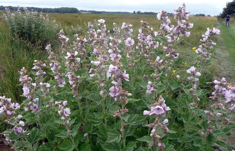 gorgeous flowers of marshmallow