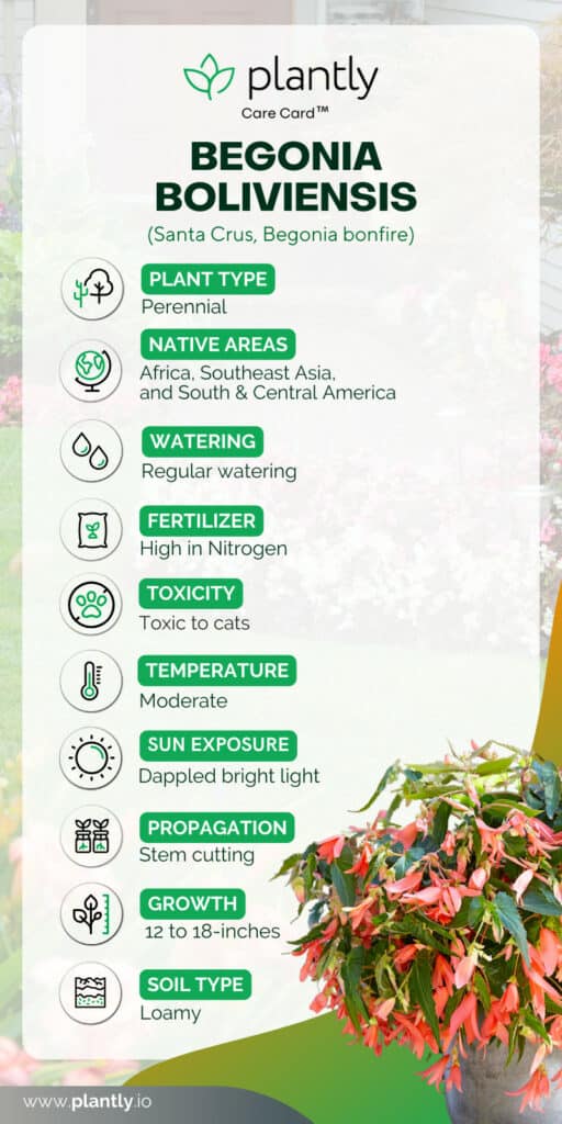 Begonia Boliviensis care card