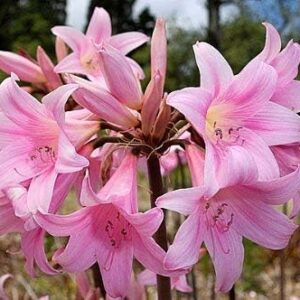 Lily Spider Belladonna or Magic Lily Naked Lady