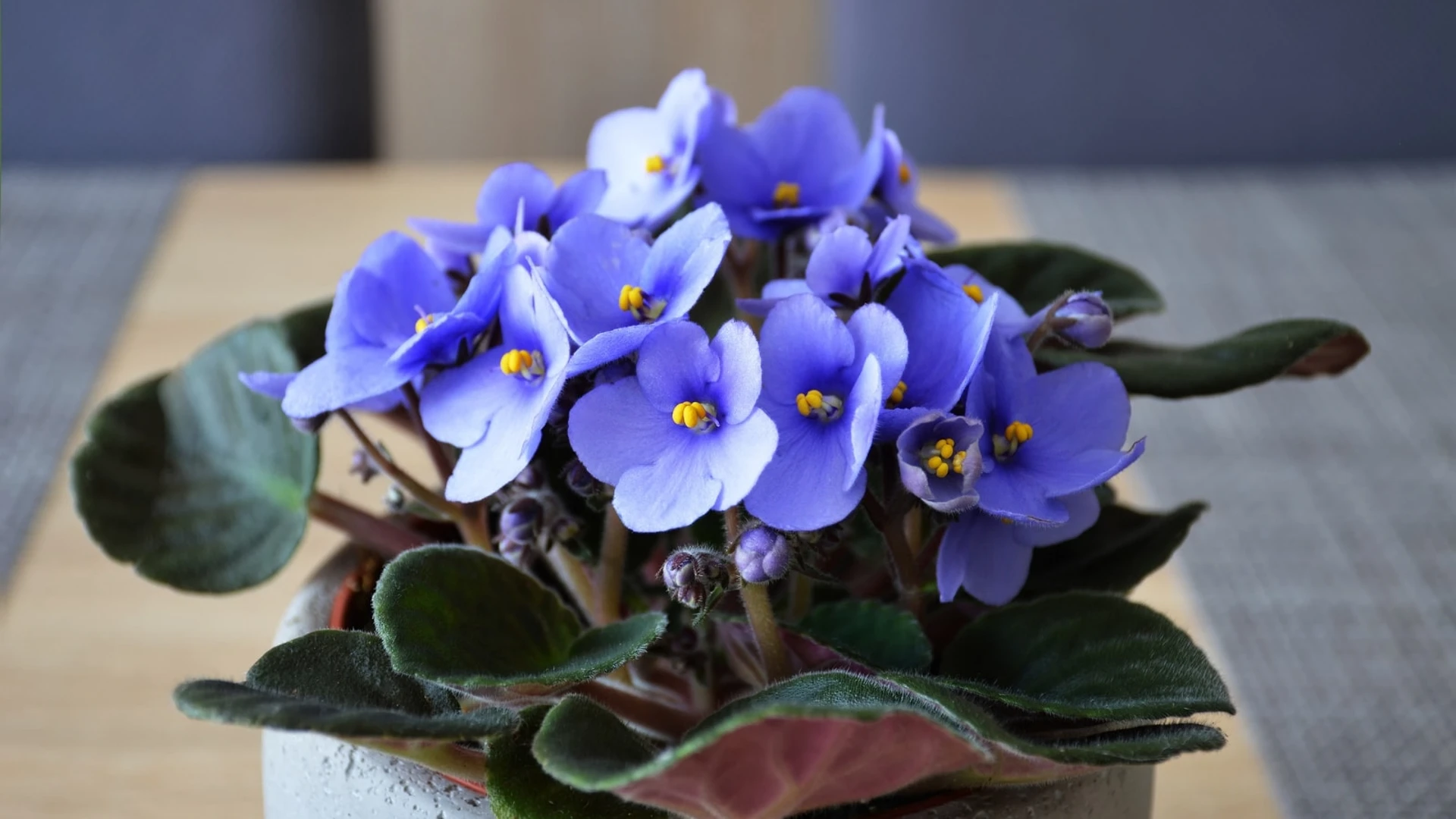 lovely flowers of african violet - the best indoor flowering plants to brighten up your living space