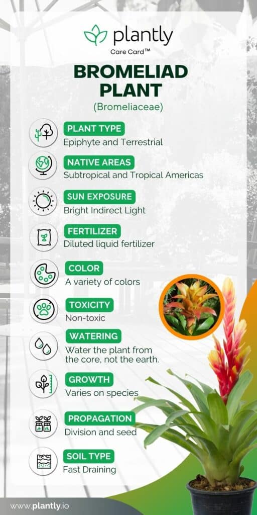 bromeliad plant care card