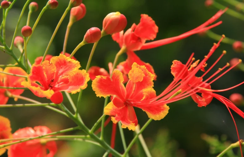 stunning flowers of pride of barbados