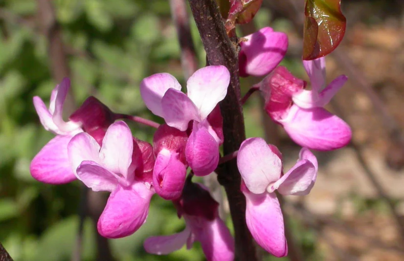 gorgeous pink flowers of western redbud