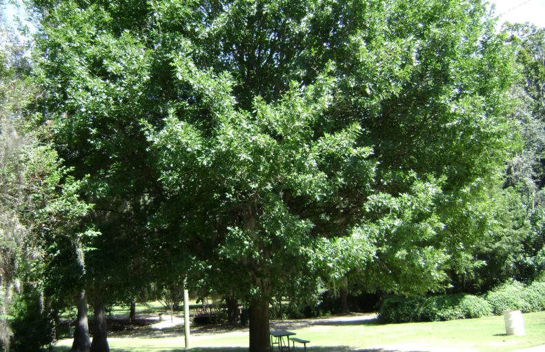 beautiful nuttall oak tree