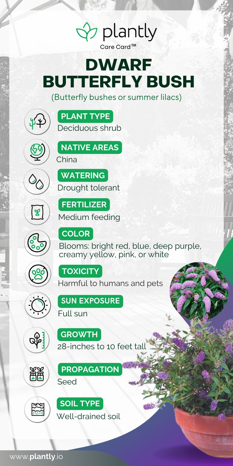 Dwarf Butterfly Bush Plant Care Plantly