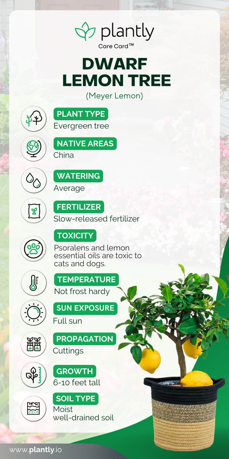 How to Grow and Care for a Dwarf Lemon Tree Plantly