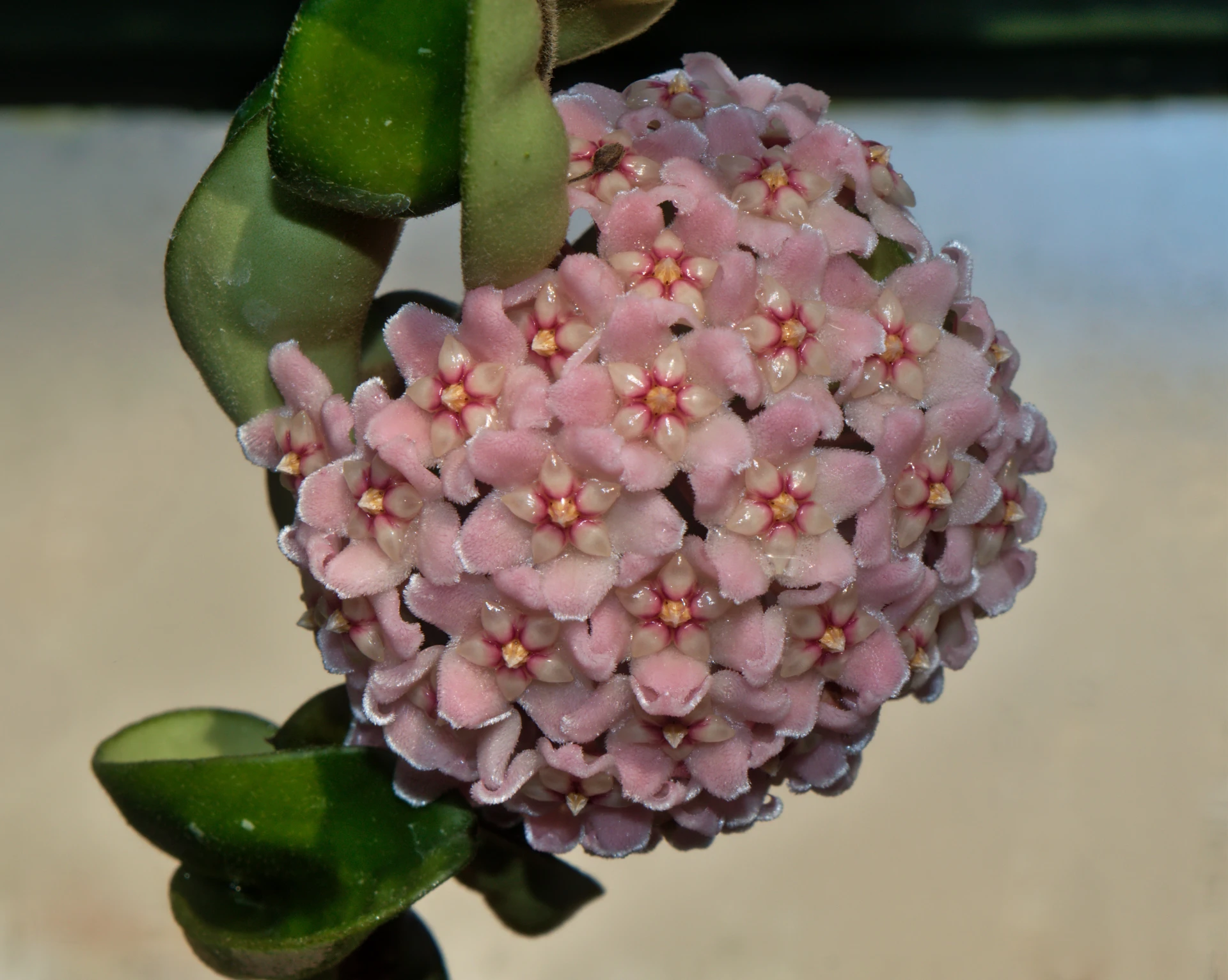 beautifful hoya carnosa flower - the best indoor flowering plants to brighten up your living space
