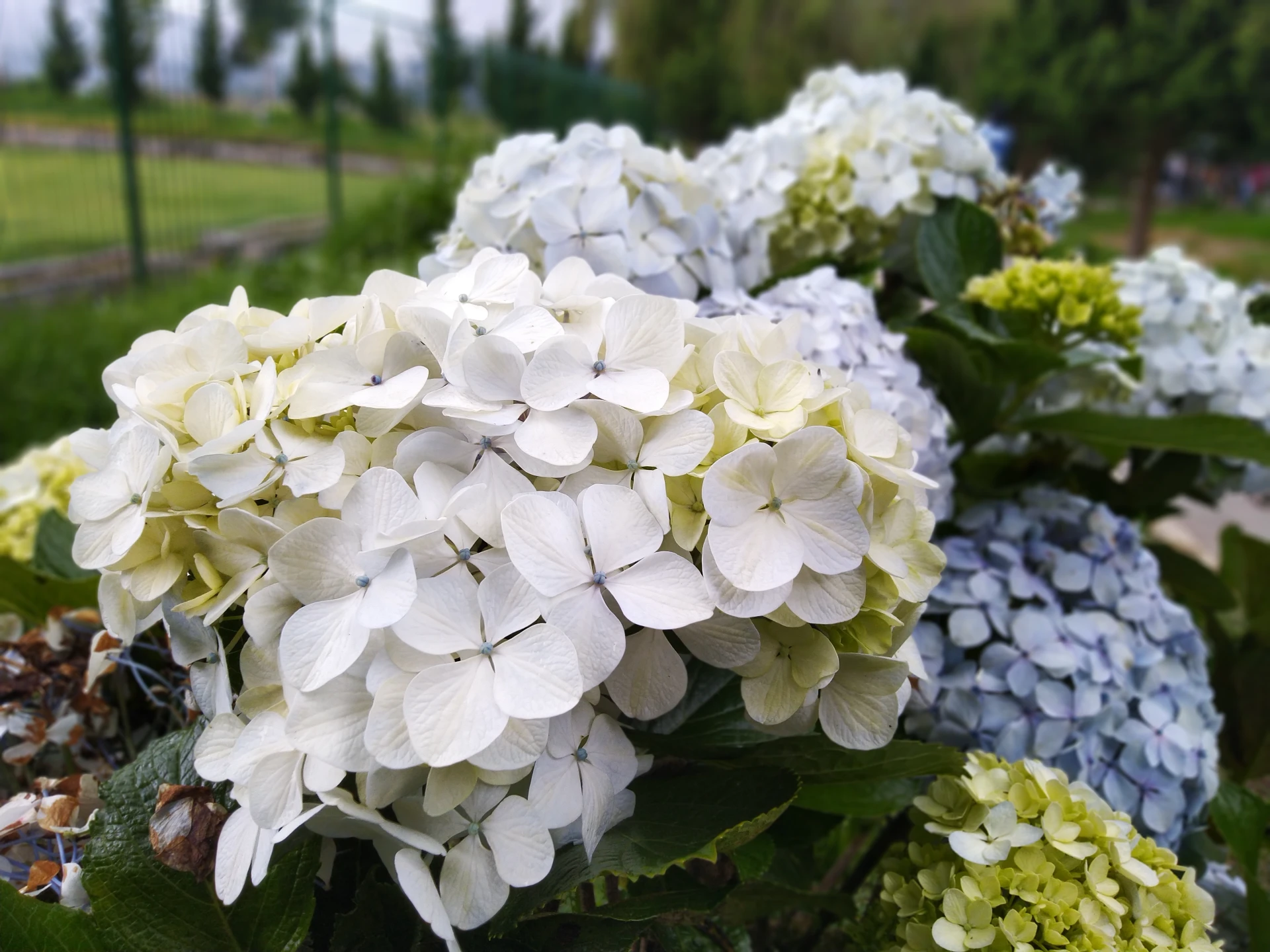 Do Deer Eat Hydrangea Plants Plantly
