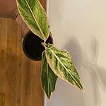 Aglaonema Chinese Evergreen Plant in 4" pot well rooted