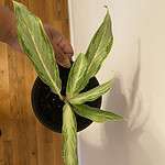Aglaonema Chinese Evergreen lemon lime Plant in 6" well rooted