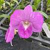 Dendrobium Bangkok Pink Orchid Comes in 4" Pot