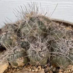 Cactus- Copiapoa humilis var longispina