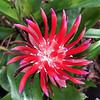 Flaming Torch Bromeliad Plant in 3" pot, free shipping