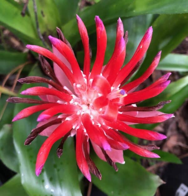 Flaming Torch Bromeliad