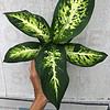 Dieffenbachia Sublime Live Plant in 4" pot