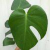Monstera Deliciosa Plant - Swiss Cheese Plant - Split-leaf philodendron in 4" pot