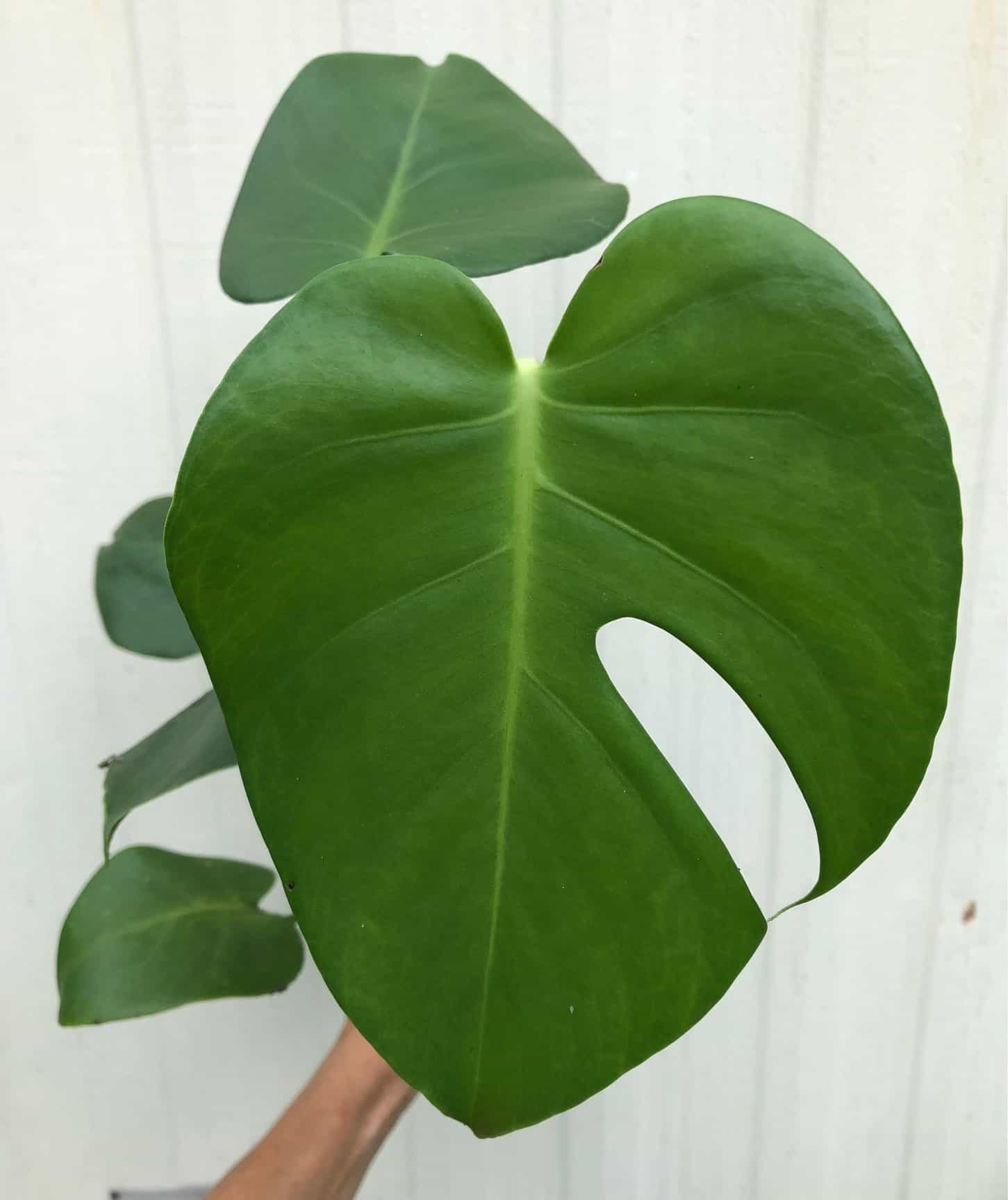 Monstera Deliciosa Plant – Swiss Cheese Plant – Split-leaf philodendron in 4″ pot Monstera Deliciosa Plant - Swiss Cheese Plant