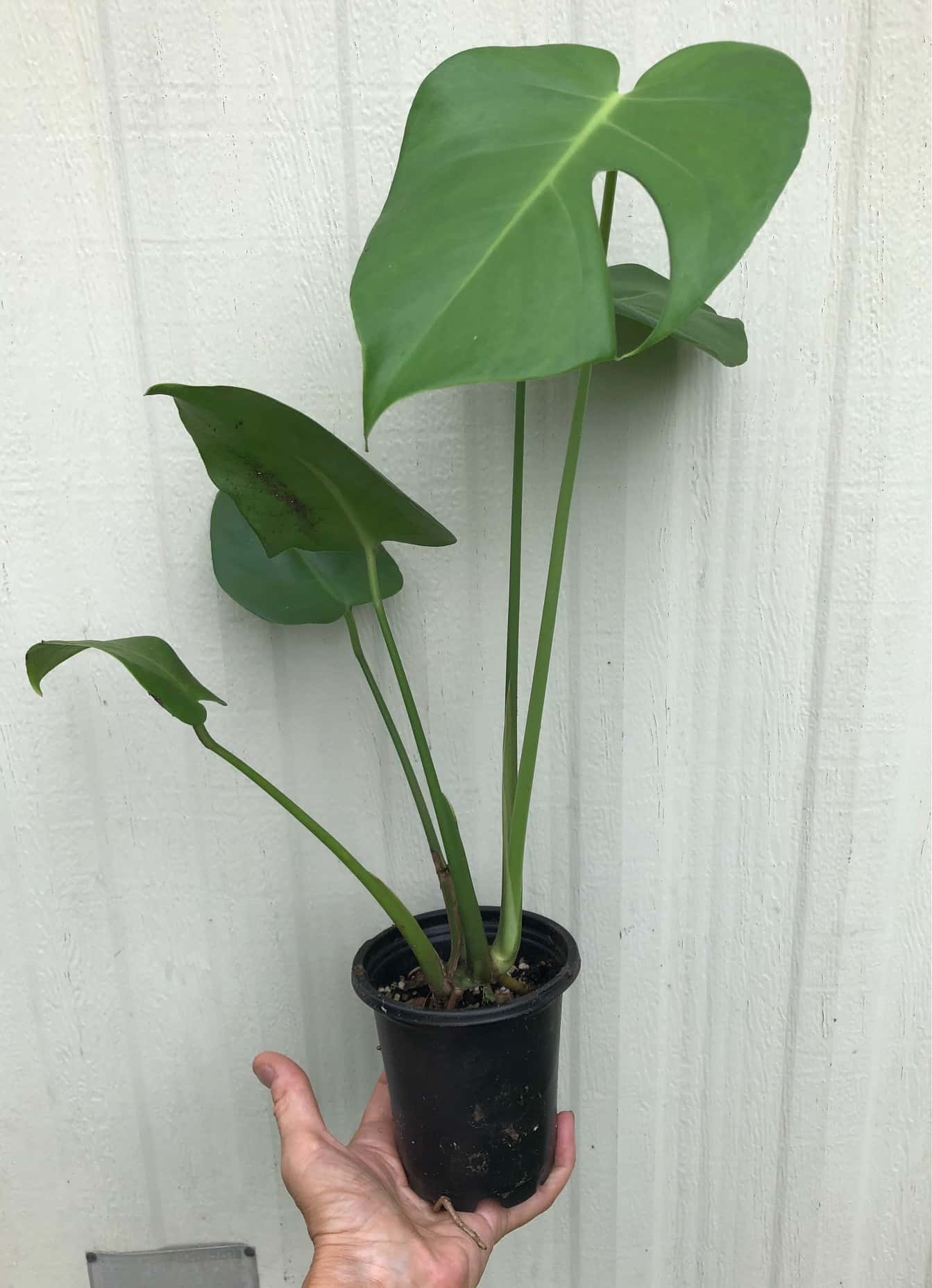 Monstera Deliciosa Plant – Swiss Cheese Plant – Split-leaf philodendron in 4″ pot Monstera Deliciosa Plant – Swiss Cheese Plant – Split-leaf philodendron in 4″ pot