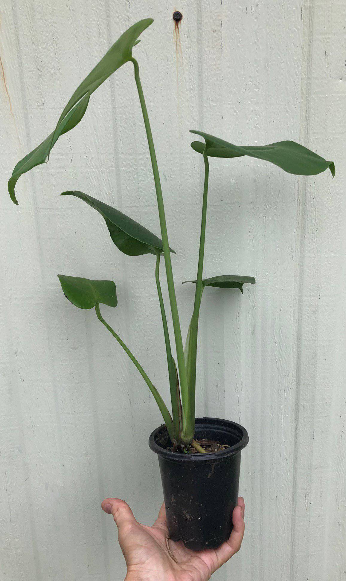 Monstera Deliciosa Plant – Swiss Cheese Plant – Split-leaf philodendron in 4″ pot person holding a plant in a pot