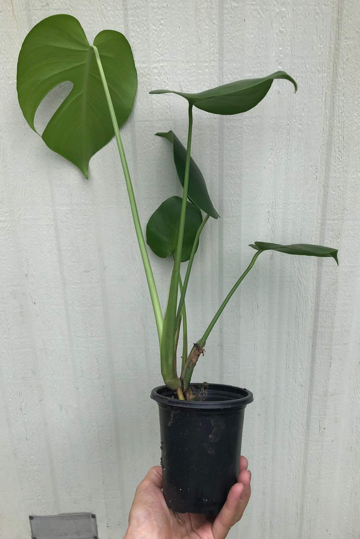Monstera Deliciosa Plant – Swiss Cheese Plant – Split-leaf philodendron in 4″ pot Monstera Deliciosa Plant - Swiss Cheese Plant