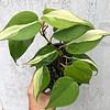 Philodendron hederaceum 'Rio' RARE plant in 4" pot