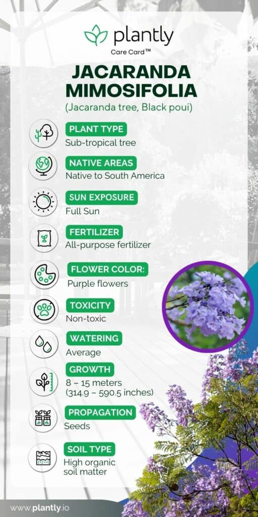 Jacaranda Mimosifolia Plant Care card