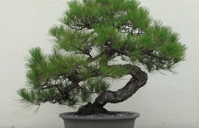 beautiful bonsai of japanese black pine