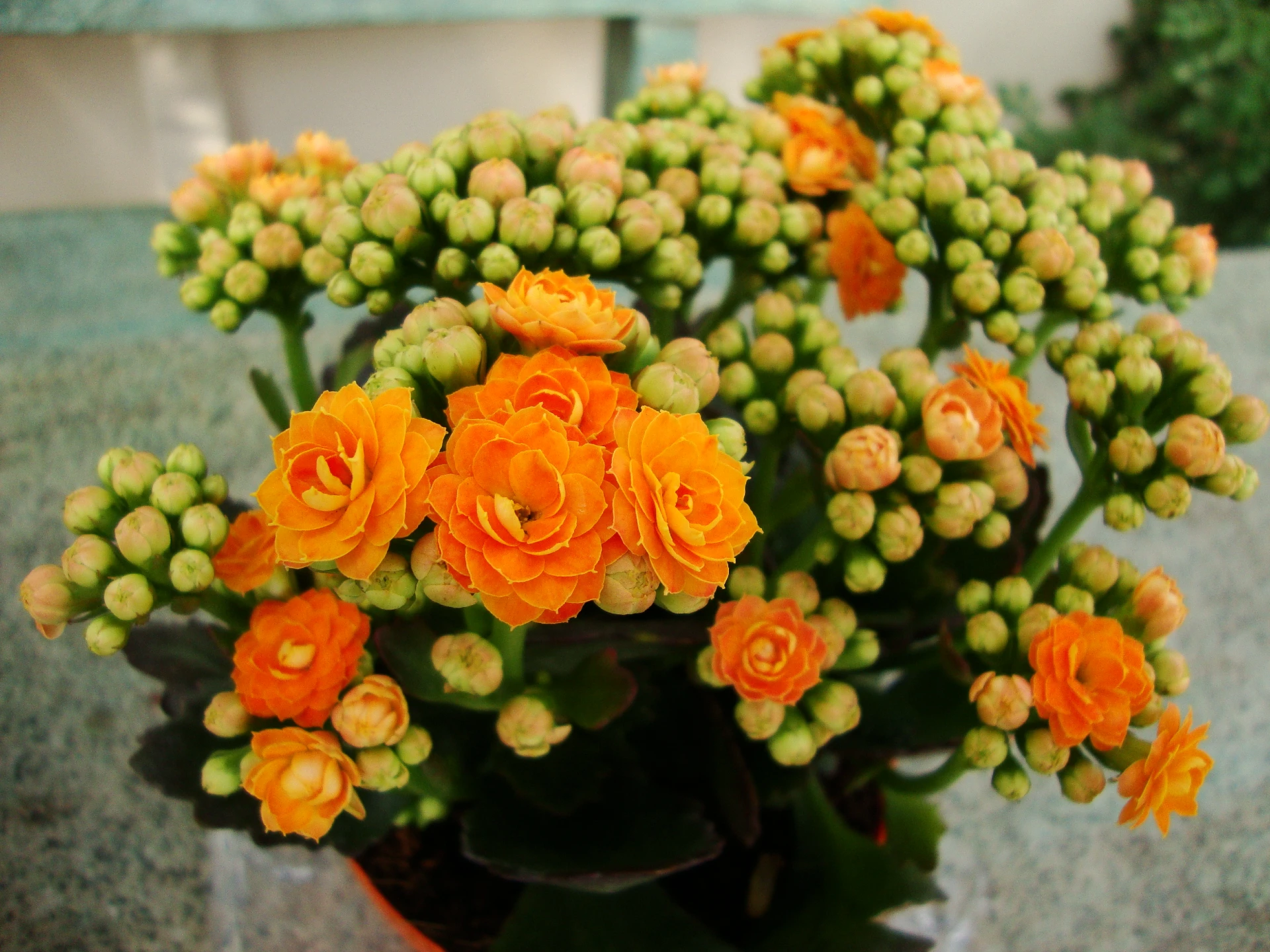 stunning blooms-the best indoor flowering plants to brighten up your living space