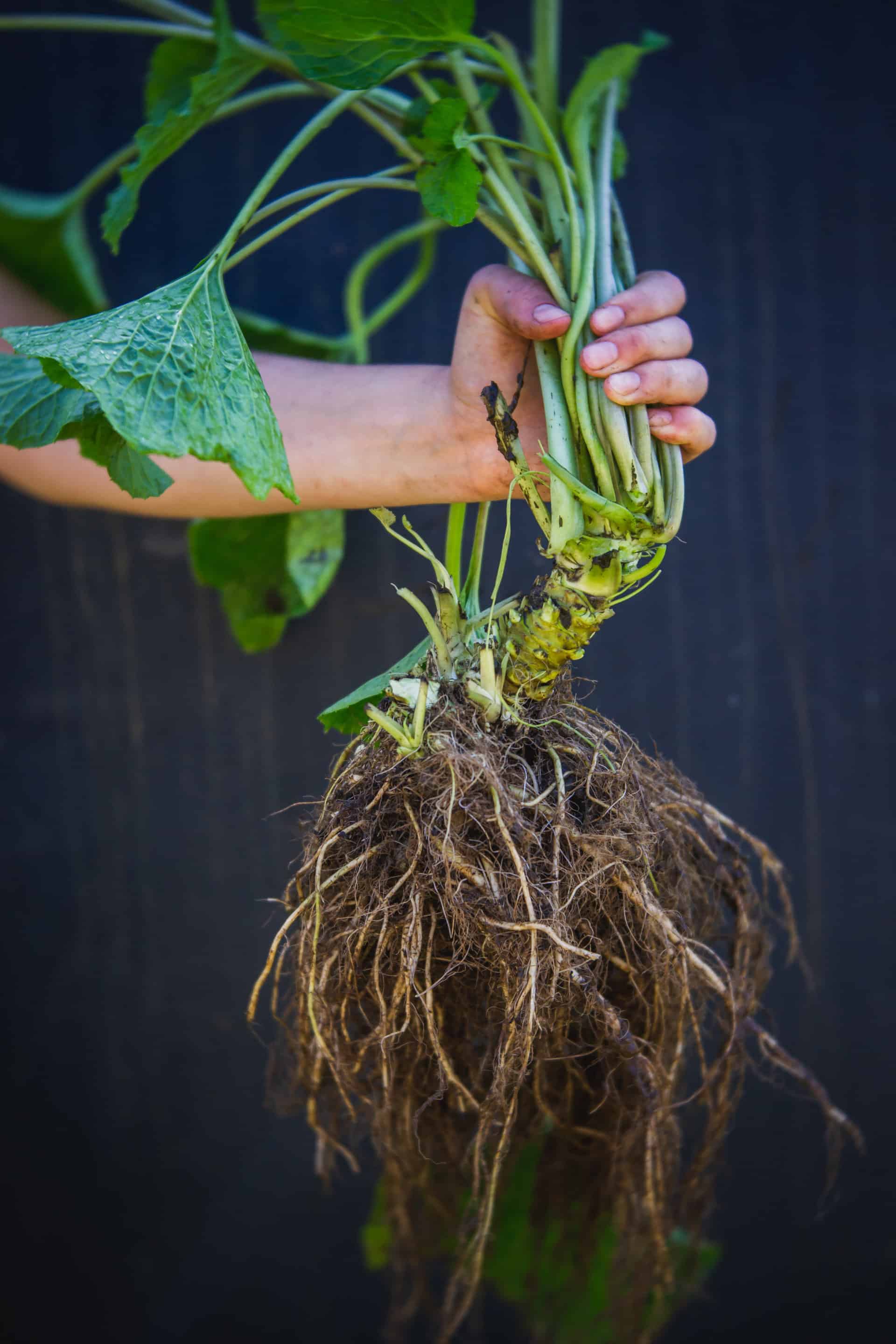 Buy Now Three Wasabi Plants Starter Plantly